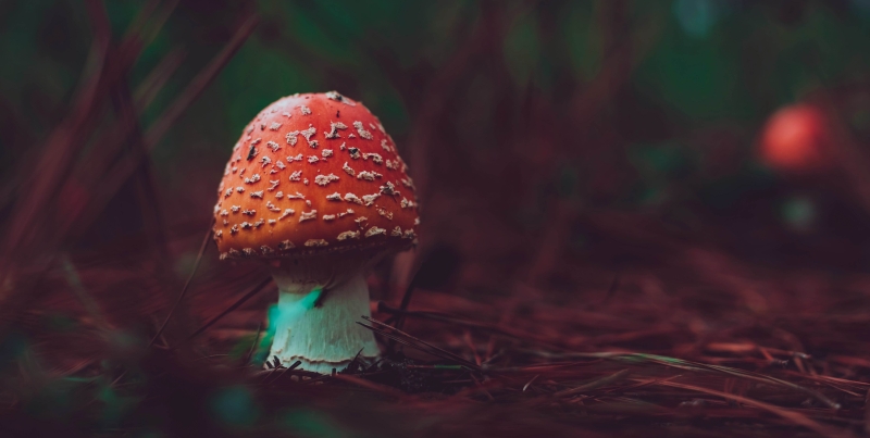 Severské šamanky využívaly při své věštebné práci psychedelických účinků muchomůrky červené.