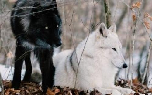 dva vlci
